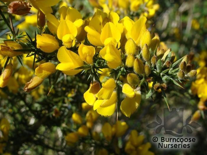 Ulex Europaeus